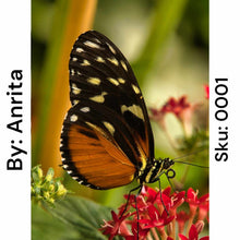 Load image into Gallery viewer, Monarch Butterfly- Square Drill AB
