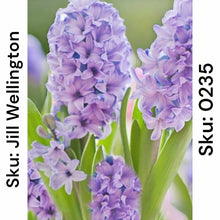 Load image into Gallery viewer, Lilacs - Round Drill AB
