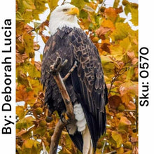 Load image into Gallery viewer, Perched Eagle - Round Drill AB
