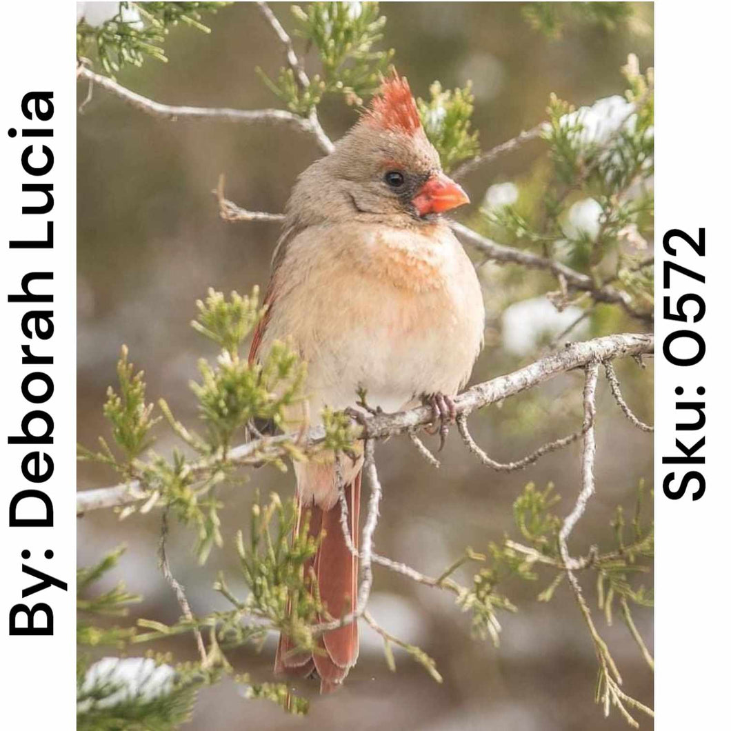 Female Cardinal - Round Drill AB