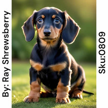 Load image into Gallery viewer, Dachshund Puppy - Square Drill AB
