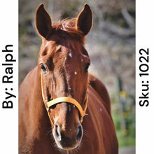 Load image into Gallery viewer, Brown Horse - Square Drill AB
