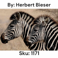 Load image into Gallery viewer, Zebra Duo - Square Drill AB
