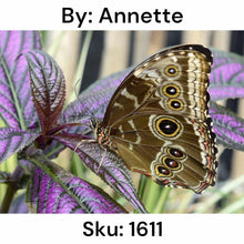 Load image into Gallery viewer, Persian Shield Strobilanthes and Butterfly - Round Drill AB
