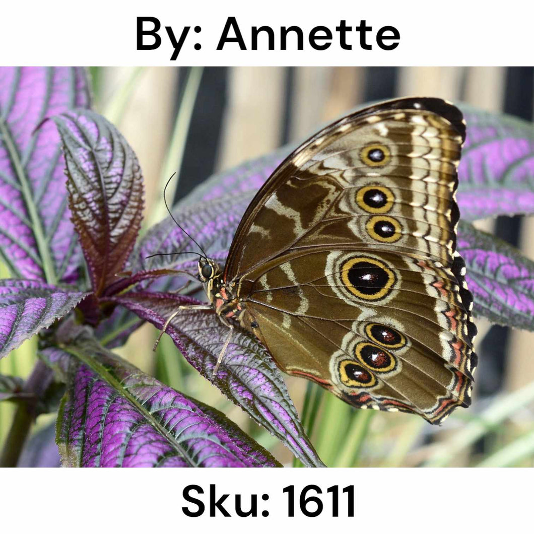 Persian Shield Strobilanthes and Butterfly - Round Drill AB