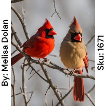 Load image into Gallery viewer, Cardinal Couple - Square Drill AB
