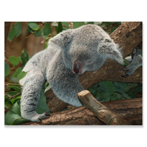 Koala - Square Drill AB