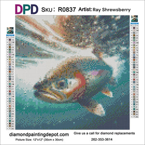 Rainbow Trout - Round Drill AB