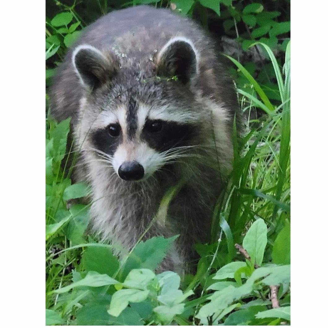 Raccoon in Grass - Round Drill AB