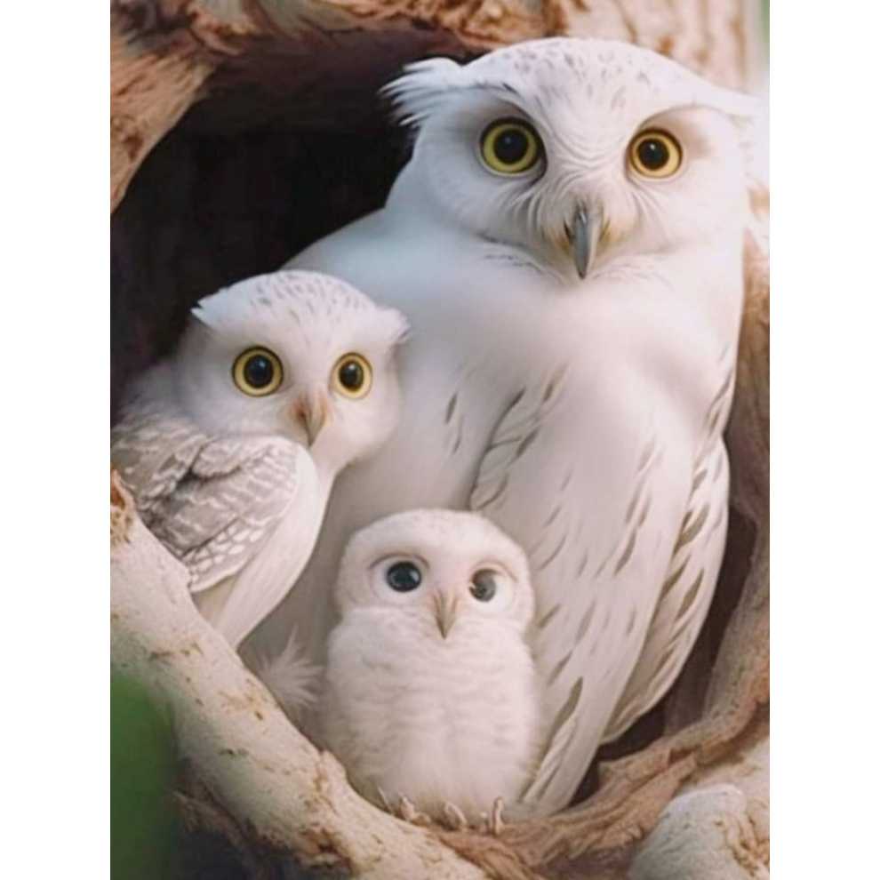 White Owl Family - Square Drill AB